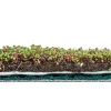 AboutGreen Dachbegrünung Roll und Go Dachneigung 1-5
