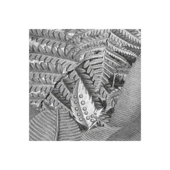 Komar  Vlies Fototapete Amazonia Black & White 400x250 cm