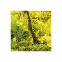 Komar  Vlies Fototapete Ancient World 400x250 cm