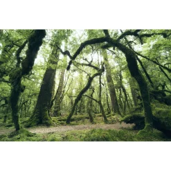 Komar  Vlies Fototapete Ancient Green 450x280 cm