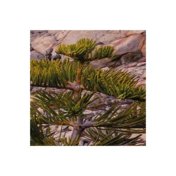 Komar  Vlies Fototapete Between the Light 450x280 cm