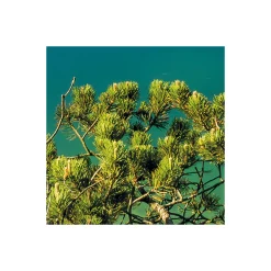 Komar  Vlies Fototapete Beautiful Germany 200x250 cm