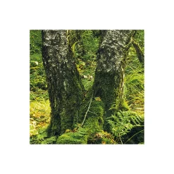 Komar  Vlies Fototapete Birch Trees 400x250 cm