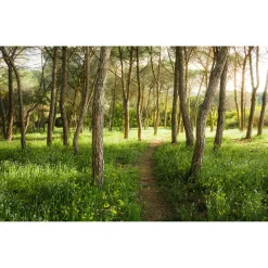 Komar  Vlies Fototapete Blütenzauberwald 450x280 cm