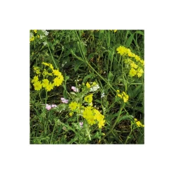 Komar  Vlies Fototapete Blütenzauberwald 450x280 cm