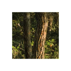 Komar  Vlies Fototapete Blütenzauberwald 450x280 cm