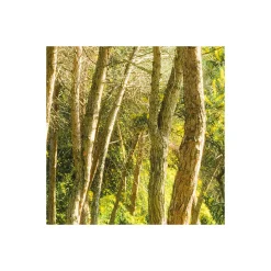 Komar  Vlies Fototapete Blütenzauberwald 450x280 cm