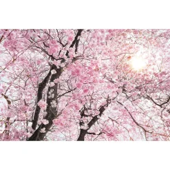 Komar  Vlies Fototapete Bloom 400x250 cm