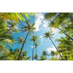 Komar  Vlies Fototapete Coconut Heaven 450x280 cm