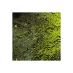 Komar  Vlies Fototapete Der Traumbaum 450x280 cm