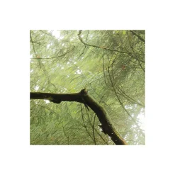 Komar  Vlies Fototapete Der Traumbaum 450x280 cm