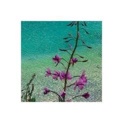 Komar  Vlies Fototapete Dolomitenjuwel 450x280 cm