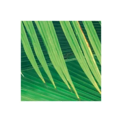 Komar  Vlies Fototapete Dschungeldach 450x280 cm