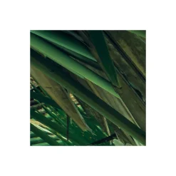 Komar  Vlies Fototapete Dschungeldach 450x280 cm