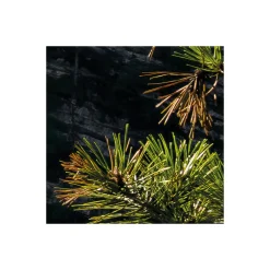 Komar  Vlies Fototapete Elbenpforte 450x280 cm