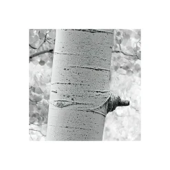 Komar  Vlies Fototapete Espenwald 450x280 cm