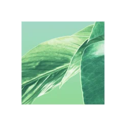 Komar  Vlies Fototapete Evergreen 200x250 cm