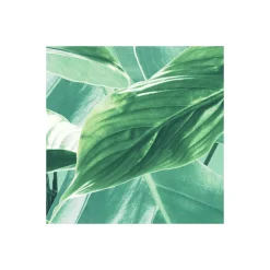 Komar  Vlies Fototapete Evergreen 200x250 cm