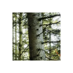 Komar  Vlies Fototapete Feuerzungen 450x280 cm