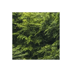 Komar  Vlies Fototapete Forest Land 400x250 cm