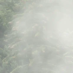 Komar  Vlies Fototapete Forest Land 400x250 cm