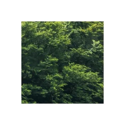 Komar  Vlies Fototapete Forest Land 400x250 cm