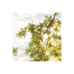 Komar  Vlies Fototapete Golden Moment 400x250 cm