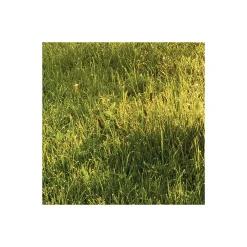 Komar  Vlies Fototapete Golden Moment 400x250 cm