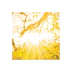 Komar  Vlies Fototapete Golden Embrace 400x250 cm