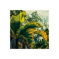 Komar  Vlies Fototapete Golden Air 450x280 cm