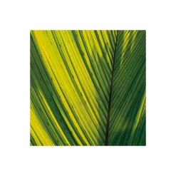 Komar  Vlies Fototapete Golden Air 450x280 cm