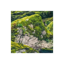 Komar  Vlies Fototapete Green Tales 400x250 cm