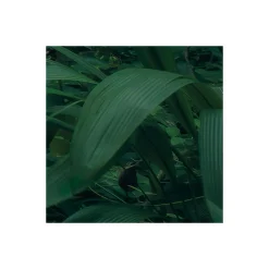 Komar  Vlies Fototapete Green Leaves 450x280 cm