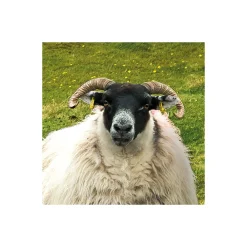 Komar  Vlies Fototapete Green Ireland 450x280 cm