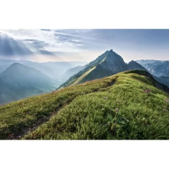 Komar  Vlies Fototapete Green Vein 400x250 cm