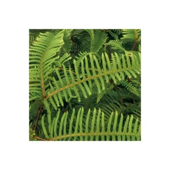 Komar  Vlies Fototapete Heavens Balcony 450x280 cm