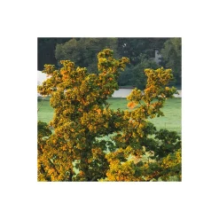 Komar  Vlies Fototapete Himmlisch 450x280 cm