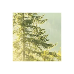 Komar  Vlies Fototapete Indulgence of Beauty 200x250 cm