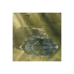 Komar  Vlies Fototapete Indulgence of Beauty 200x250 cm