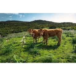 Komar  Vlies Fototapete Kuhparadies 450x280 cm