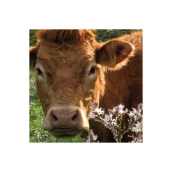 Komar  Vlies Fototapete Kuhparadies 450x280 cm