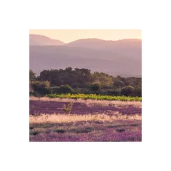 Komar  Vlies Fototapete Lavender Dream 450x280 cm