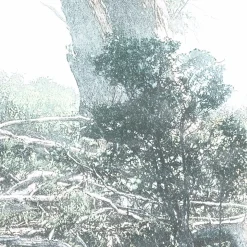 Komar  Vlies Fototapete Magic Trees 300x280 cm