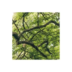 Komar  Vlies Fototapete Mystic Path 400x250 cm