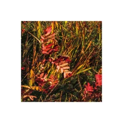 Komar  Vlies Fototapete Norwegische Herbstwelten 450x280 cm