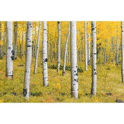 Komar  Vlies Fototapete Orange Forest 400x250 cm