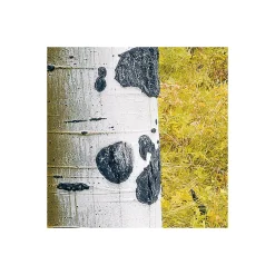 Komar  Vlies Fototapete Orange Forest 400x250 cm