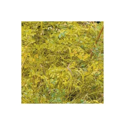 Komar  Vlies Fototapete Orange Forest 400x250 cm