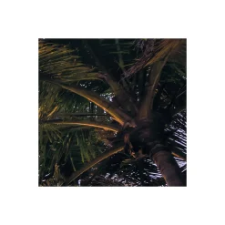 Komar  Vlies Fototapete Palmtrees on Beach 200x250 cm