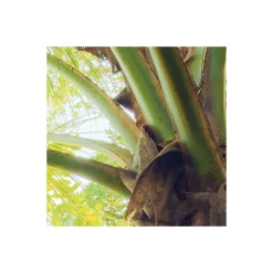 Komar  Vlies Fototapete Piratenversteck 450x280 cm